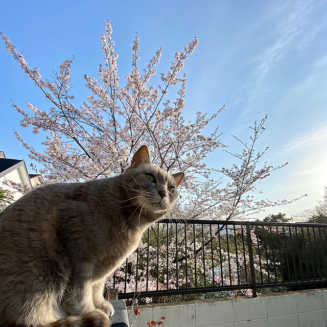 umi96さんの実例写真