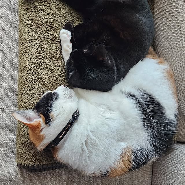 koyurizuさんの部屋