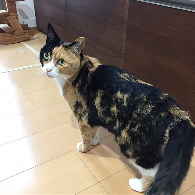 meguchiyoさんの実例写真