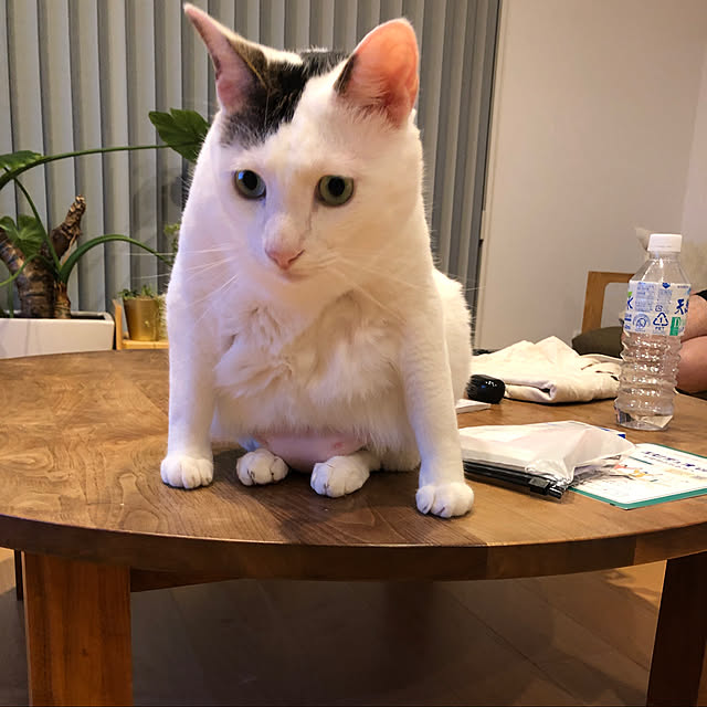 becci.comさんの実例写真