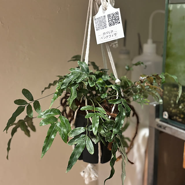 greycatsさんの部屋