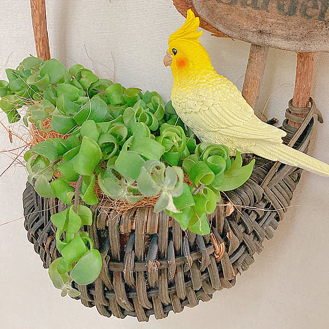 Hanakaさんの部屋
