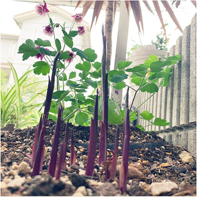 yukarin-gardenさんの実例写真