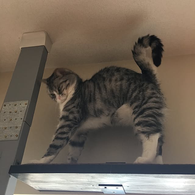 Shojiさんの実例写真
