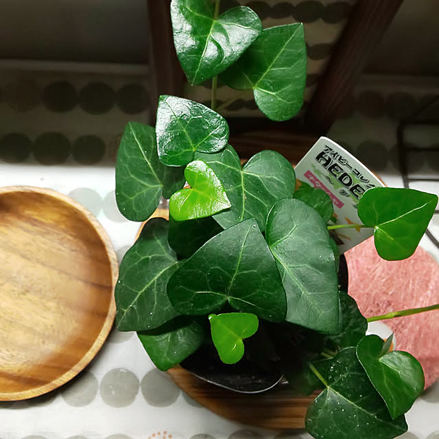KOHAKUさんの実例写真
