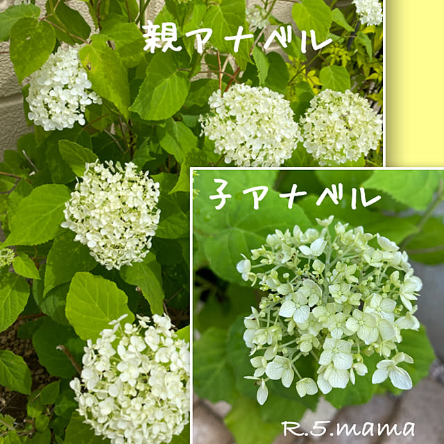 R.5.mamaさんの実例写真