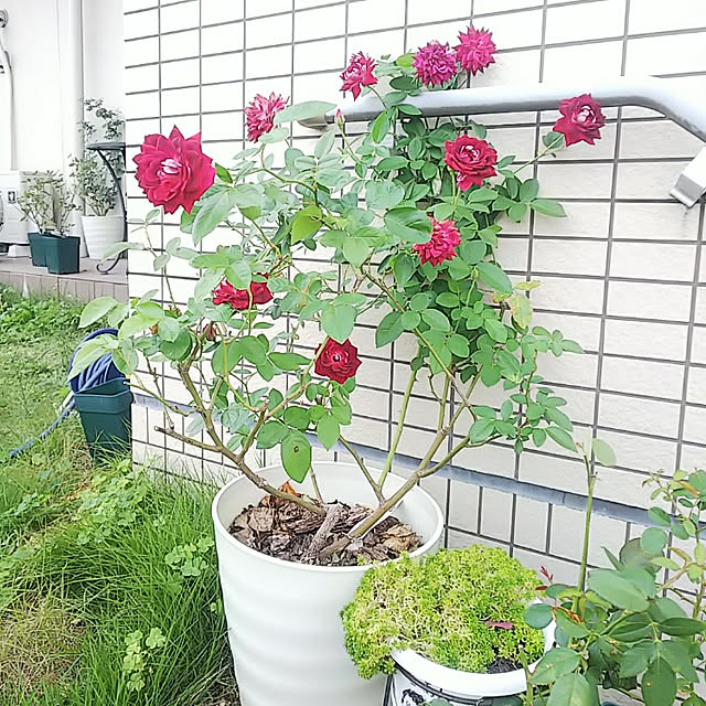 hiromimiさんの実例写真