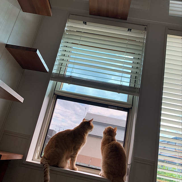 mikeume7さんの実例写真