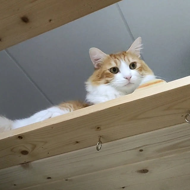 mori_6_12さんの実例写真