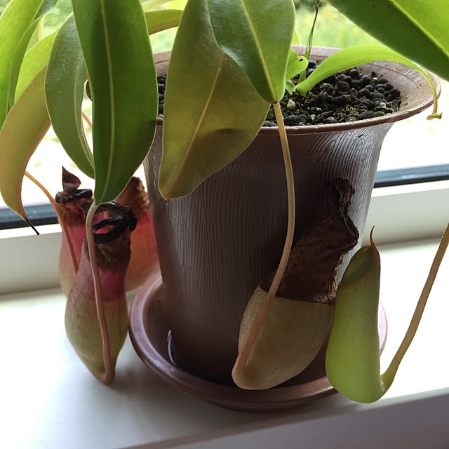 キッチン/観葉植物のインテリア実例 - 2017-07-21 10:42:43