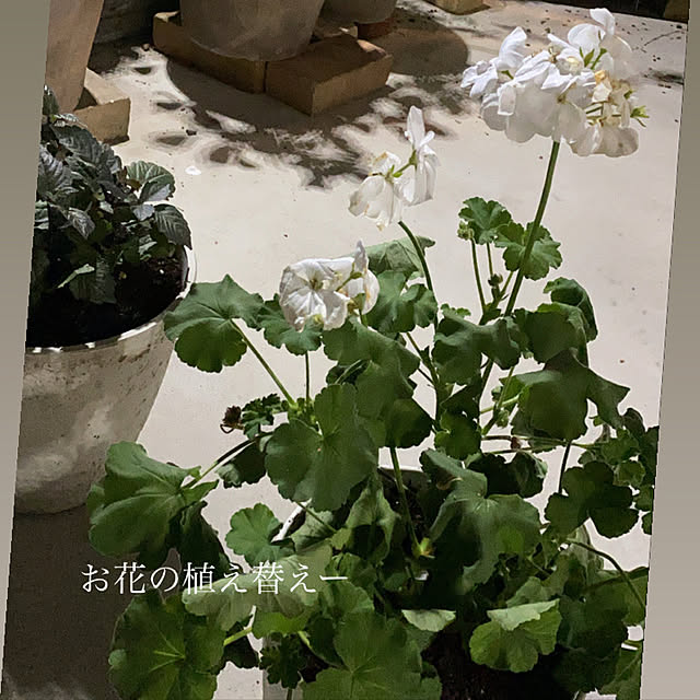 yucoさんの実例写真