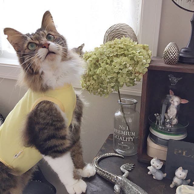 yuchiさんの実例写真