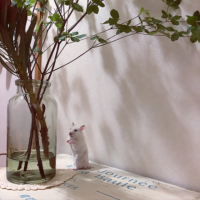 emiさんの実例写真