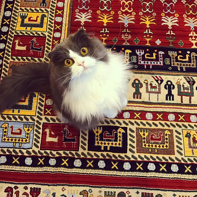asukinokoさんの実例写真