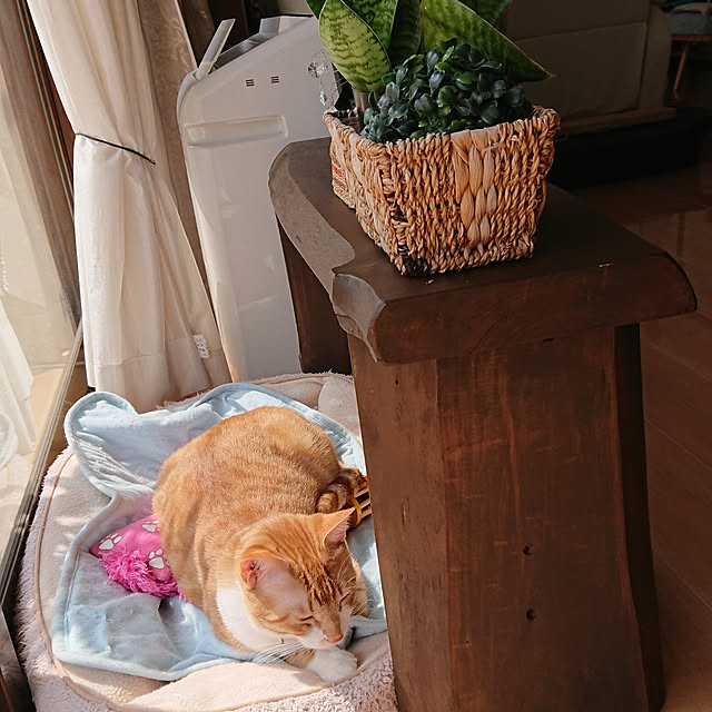 akiさんの実例写真