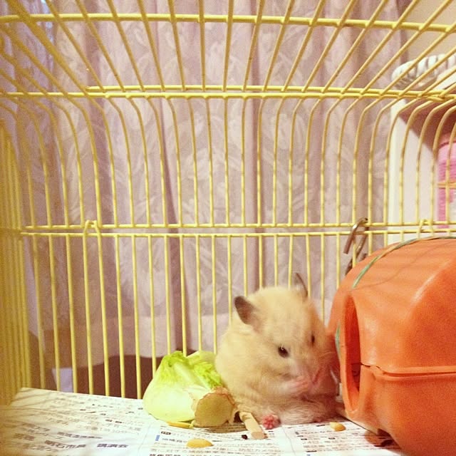 miyoさんの実例写真