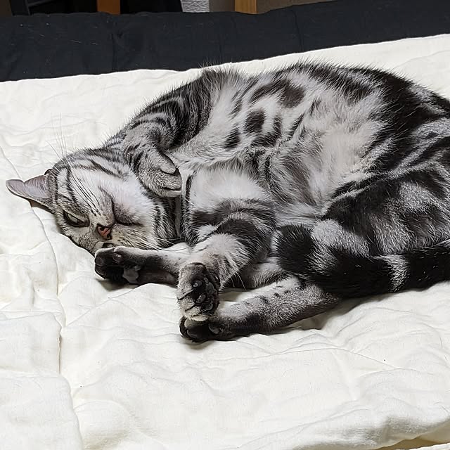 ベッド周り/ねこのいる日常/ねこと暮らすのインテリア実例 - 2024-12-07 12:26:43