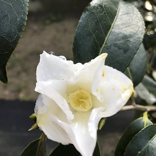 sakura1116さんの実例写真