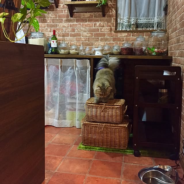 butachanさんの実例写真