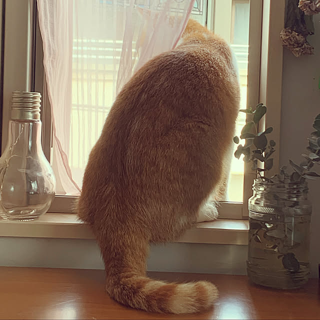 Toyomiさんの実例写真