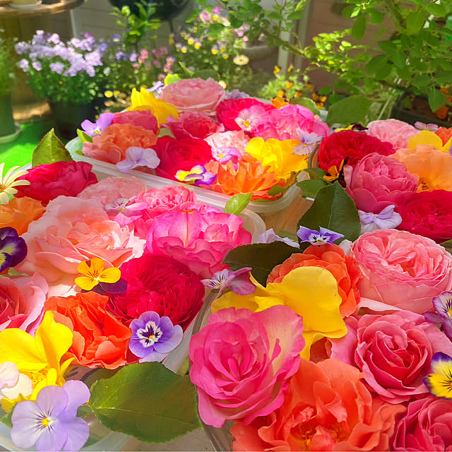 HappyRoseさんの部屋