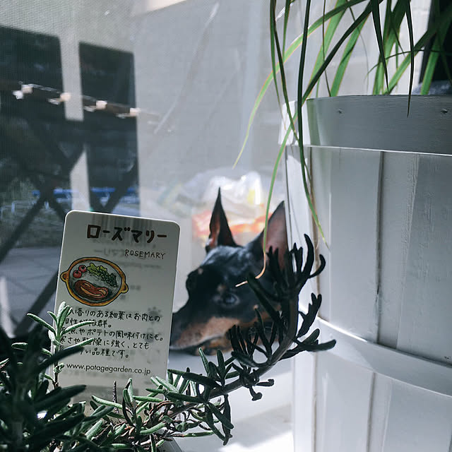 jolisukeさんの実例写真