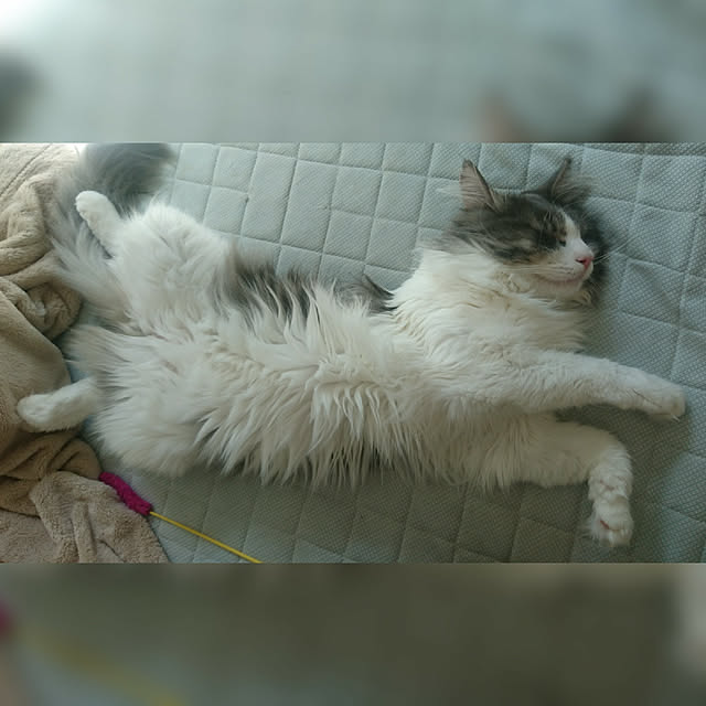 shinobuさんの実例写真
