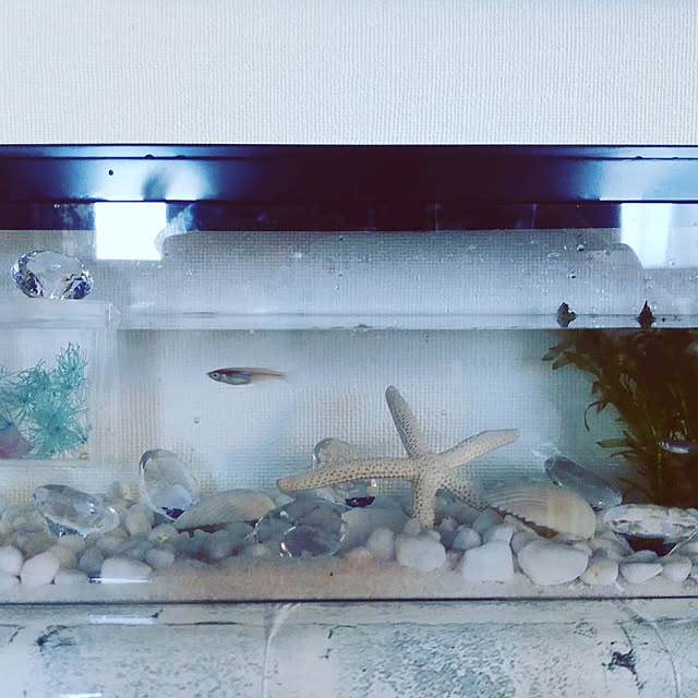 棚のインテリア実例 - 2021-09-20 19:51:41