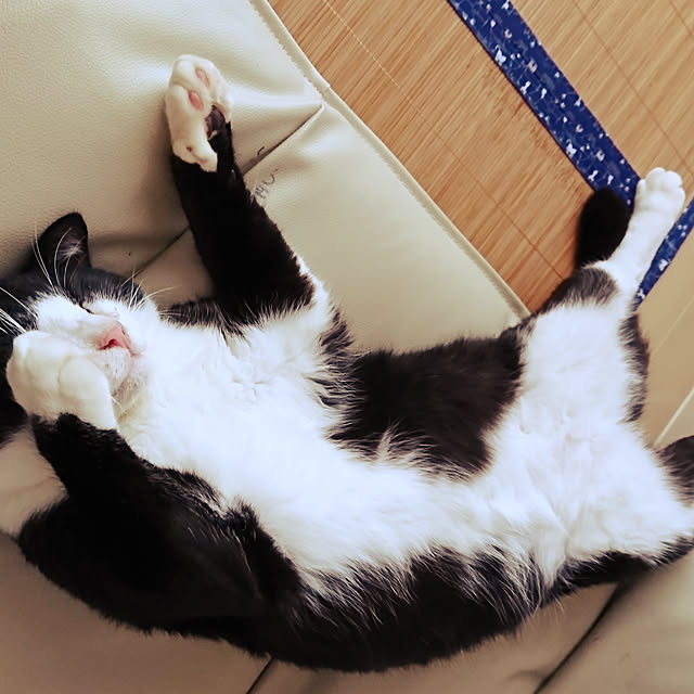koromaroさんの実例写真