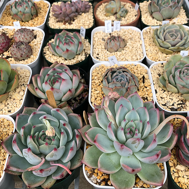 ガーデニング/ベランダガーデン/植物のある暮らし/多肉植物/玄関/入り口のインテリア実例 - 2022-03-26 09:30:29