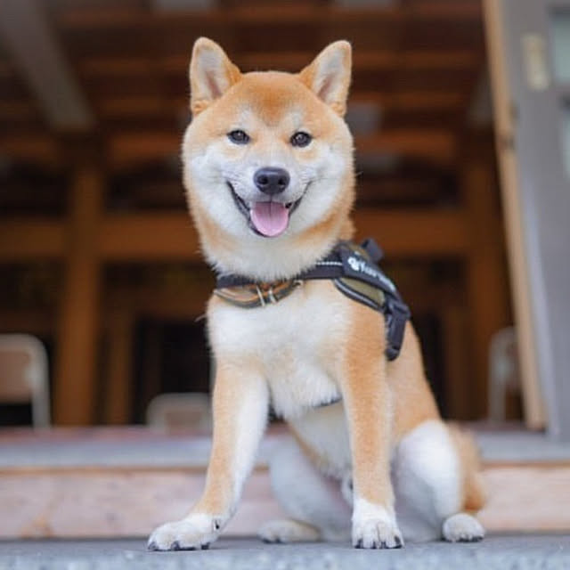 cocosorasakuさんの実例写真