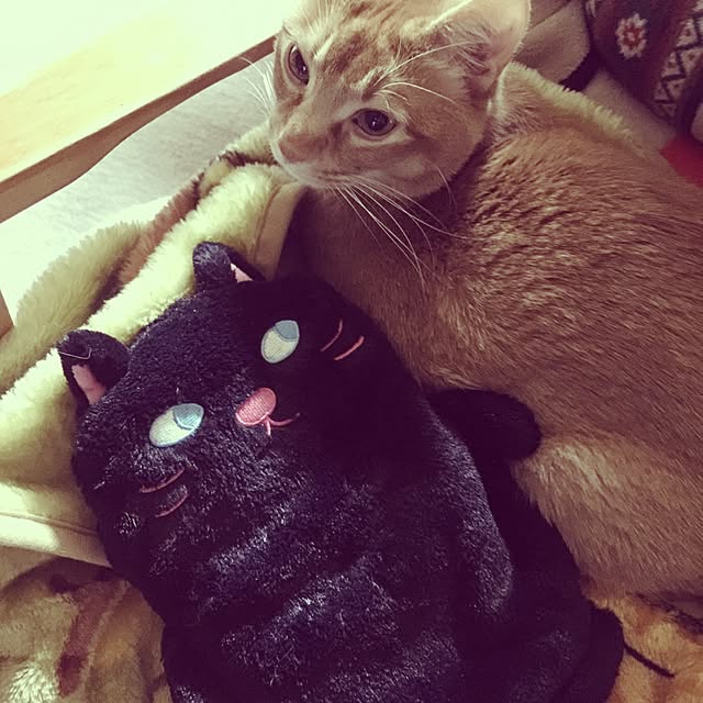 Tomoさんの実例写真