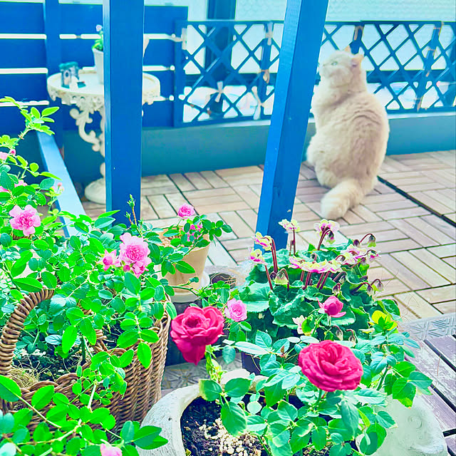 naokoさんの実例写真