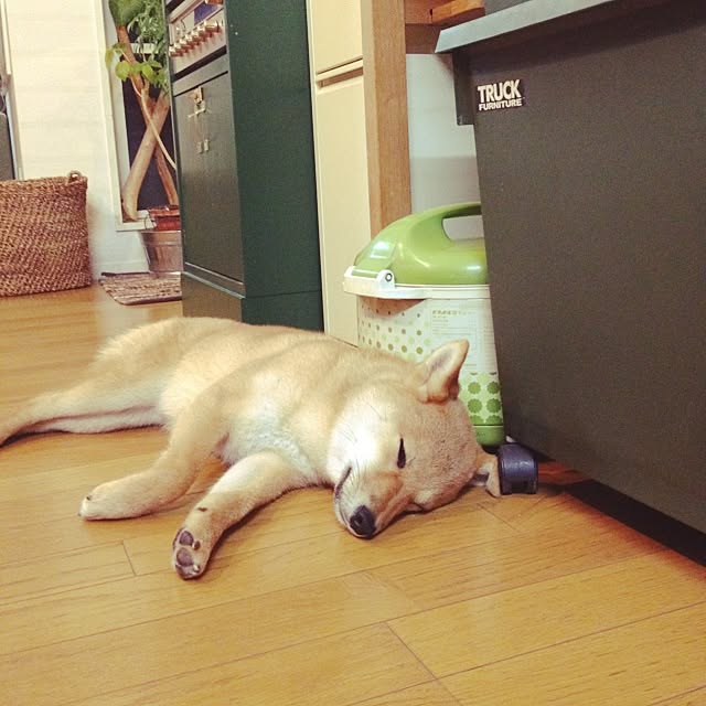 実例写真