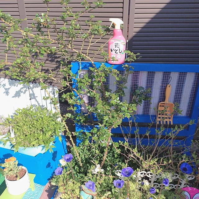 Miyumamaさんの実例写真