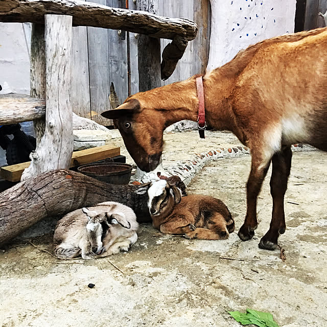 nishibaruyaさんの実例写真