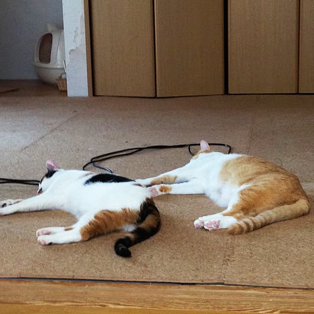 Kinanさんの実例写真