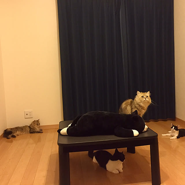 butachanさんの実例写真