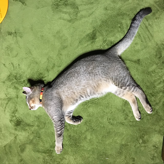 実例写真