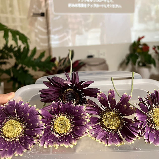 mu-daysさんの実例写真