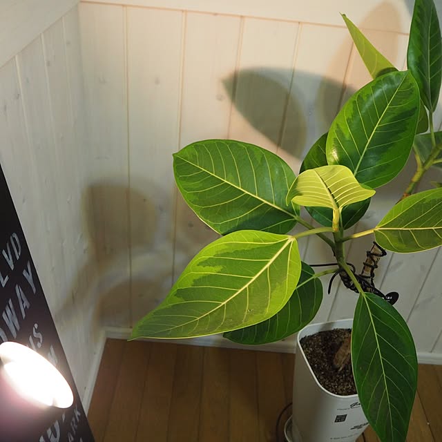 maronさんの実例写真