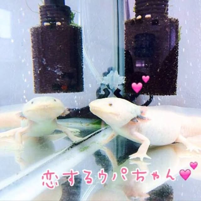 HappyRoseさんの実例写真