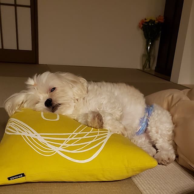 Katuoさんの実例写真