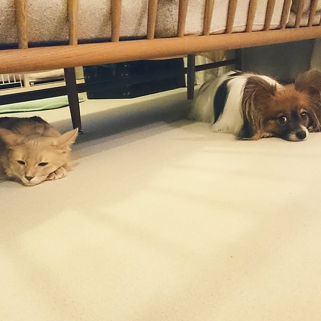 solaphinaさんの実例写真