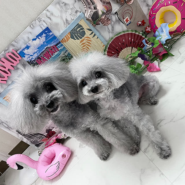 kaoさんの実例写真