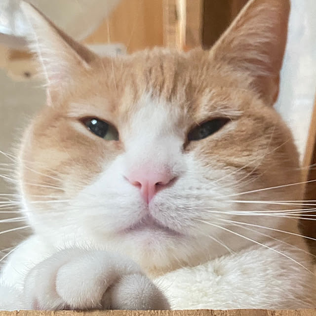 mintteaさんの部屋