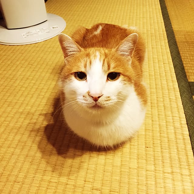 LEMONさんの実例写真