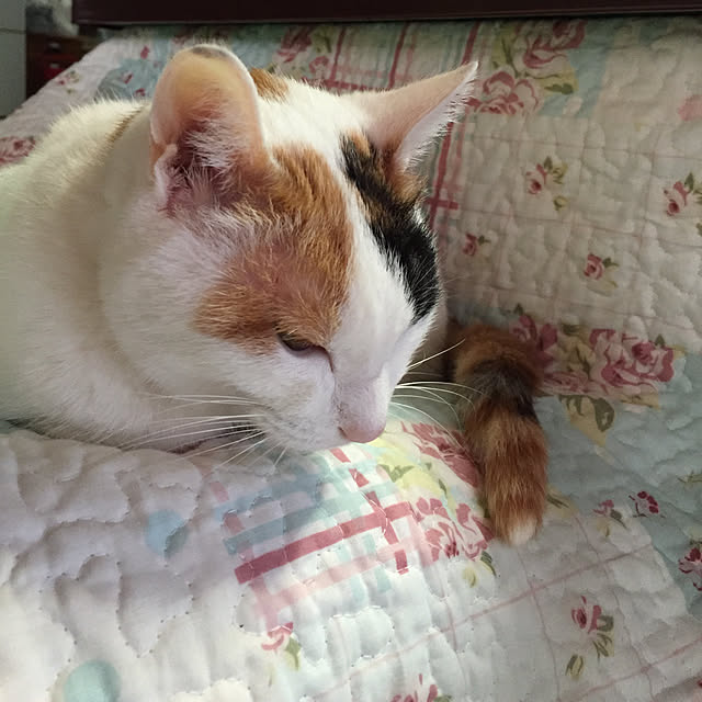 yocchiさんの実例写真