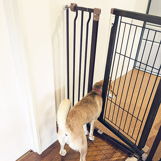キッチン/ペットゲート/ダイニングキッチン/柴犬/ペットと暮らす家...などのインテリア実例 - 2021-09-10 16:31:21