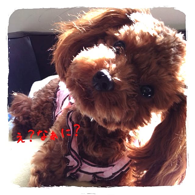 cocoさんの実例写真